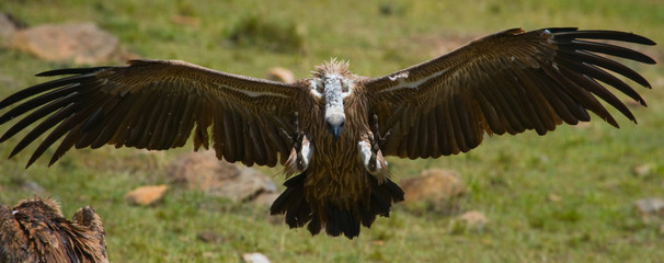 Predatory bird flies to prey. Kenya. Tanzania. Safari. East Africa. An excellent illustration.