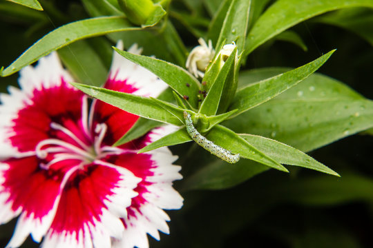 caterpillar worm on leaf in the garden