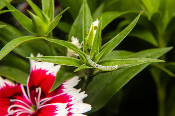 caterpillar worm on leaf in the garden