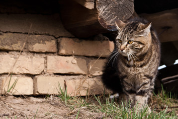 Agressive cat