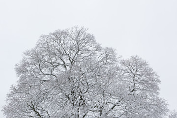 Naklejka premium Big tree cloudy sky black and white background