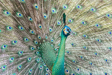 Obraz premium beautiful peacock with feathers out