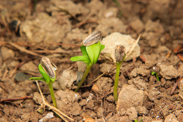 close up young sunflower sprouts growing in soil