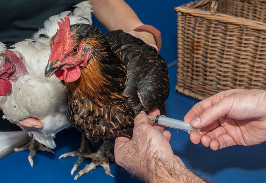 La consultation v&eacute;t&eacute;rinaire pour les pigeons, poules, oiseaux, est tr&egrave;s importante pour la sant&eacute; de cet animal et les basses cours.