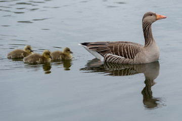 Fototapeta premium Grey Goose Family with three chickens