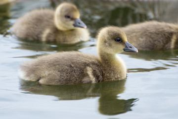 Grey Goose Chicken on german sea