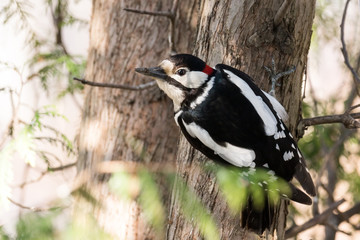 woodpecker on a tree