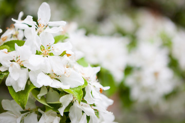 Apple tree flowers in gardern