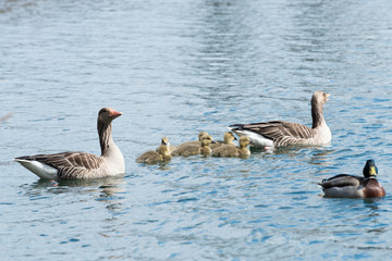 Gray Goose family with chicken
