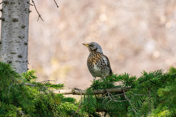 thrush on a tree