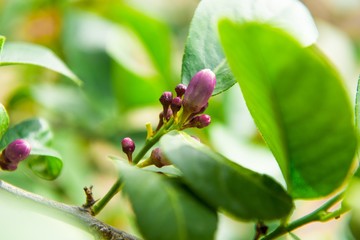 Beauty and colorful flowers