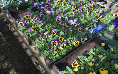 Pansies flowers stacked on pallets. Preparations for the spring planting.