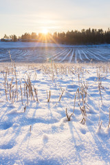 Field at winter