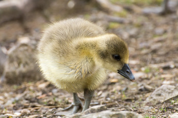 Portrait of a gray goose chicken