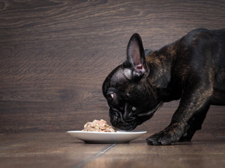 Naklejka premium Dog eats pet food. Big dog muzzle. French bulldog, black