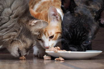 dog and two cats eating together animal feed. Snouts large. Dog French Bulldog, black. Cat large, gray, and a little white cat. Funny, cute animals. snouts large