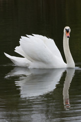 White Swan looking into cam  in spring 2016