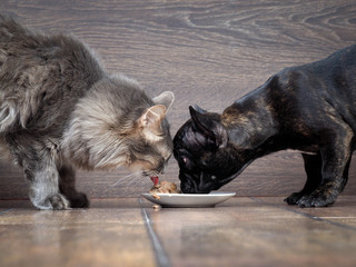 Dog and cat eating together animal feed. Snouts large. Dog French Bulldog, black cat and purebred. Grey and fluffy cat