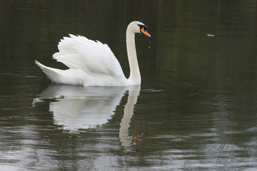 White Swan swiming in spring 2016