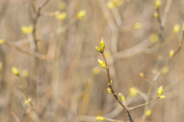 Sprouts of common lilac shrub with buds at early spring season (shallow dof)