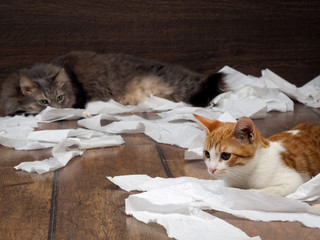 Funny cat and kitten playing with the toilet paper on the floor. Cat large, gray. Kitten small, fur is white with red. Paper crumpled, torn 