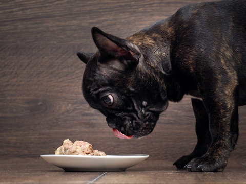 The Dog Licked Pink Tongue. Pet Food. Big Dog Muzzle. French Bulldog, Black