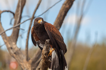 Harris Hawk