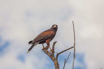 Harris Hawk