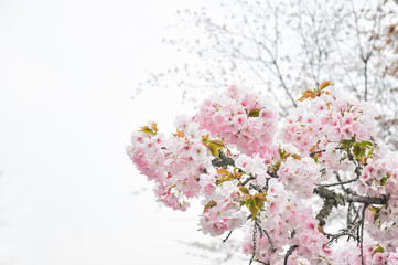 Spring cherry blossom blur background soft focus