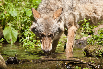 Wolf oder Grauwolf (Canis lupus) beim Trinken