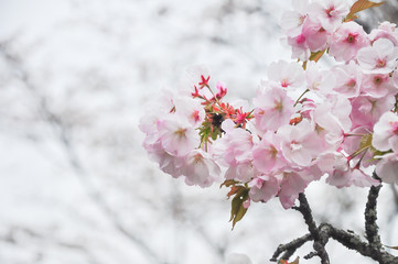 Spring cherry blossom with soft focus closeup