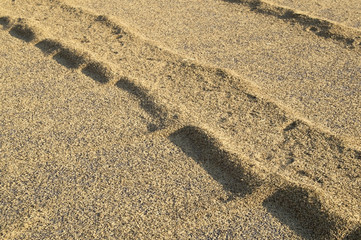 drying rice seed