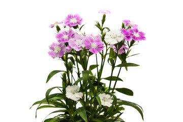 Fototapeta na wymiar Dianthus chinensis (China Pink) Flowers on white background