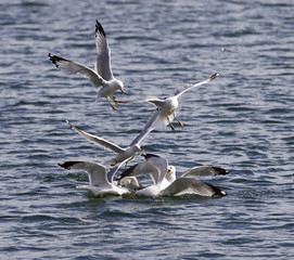 Photo of the gull's fight in the lake for the food