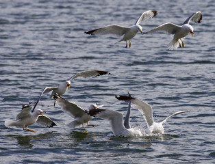 Emotional fight between the gulls