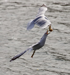 Beautiful jump of the gull for the food