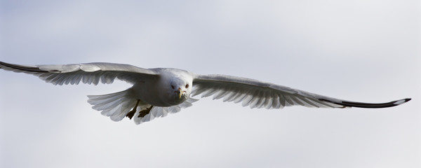 Beautiful isolated photo of a gull in the sky