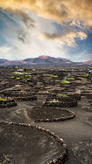 vineyards near volcanic mountains in Lanzarote