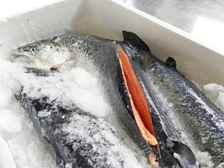 fresh salmon in a styrofoam box with ice