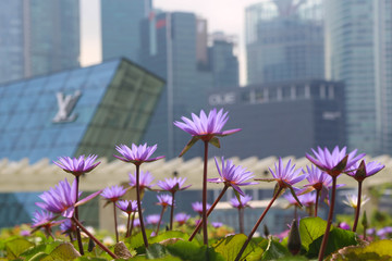 Impressionen von Singapur und tropischer Vegetation