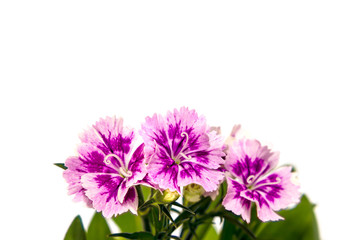 Obraz premium Dianthus chinensis (China Pink) Flowers on white background