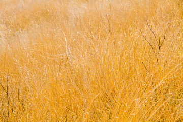 sub alpine meadow  on Inthanon mountain chiangmai Thailand
