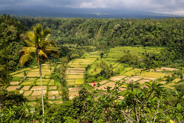 Reisfelder auf Bali in sanftem Licht vor Regenwald mit aufziehendem Gewitter