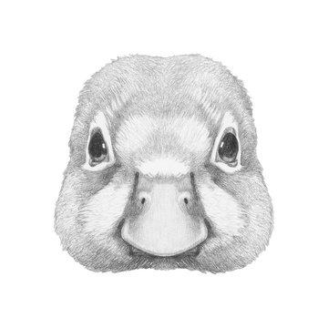 Portrait of Duck. Hand drawn illustration.