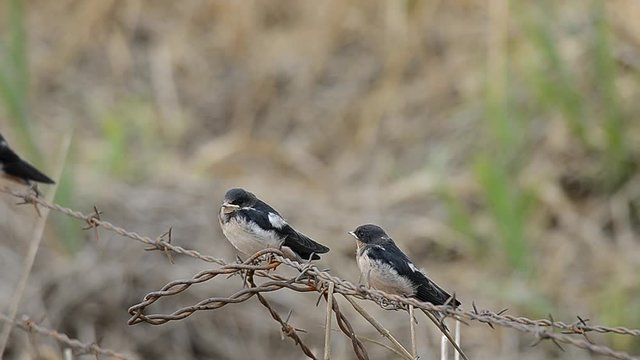 Two Barn Swallows on Barbed Wire
