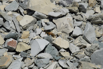 Wasp sitting on the rubble