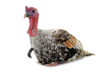 silvery turkey-cock