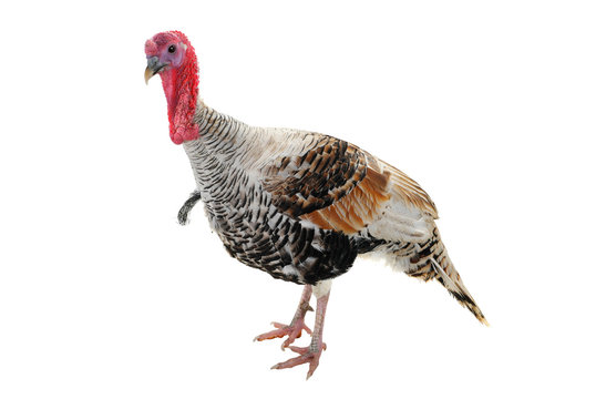 silvery turkey-cock