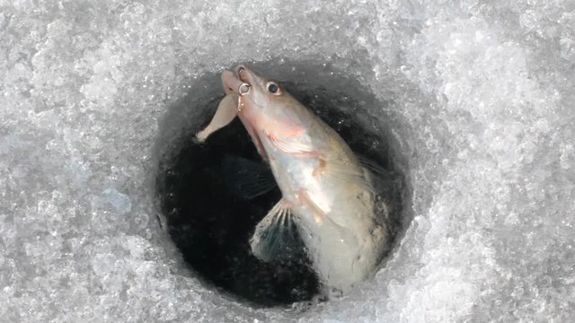 Ice fishing. Small perch raised to surface and lies in hole.
