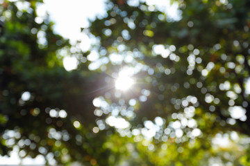 sunlight through leaves on tree, image blur bokeh background